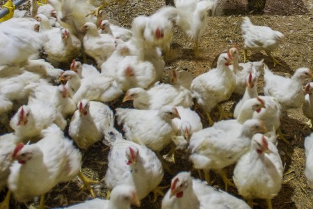 Natuurlijk scharrelen